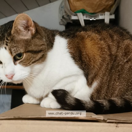 Photo de chat retrouvé à Vacqueyras