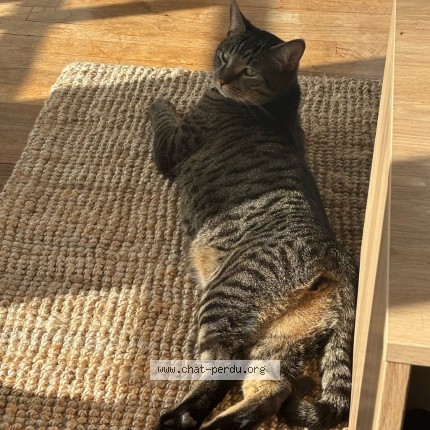 Photo 2/4 Bidule Chat perdu à Brest