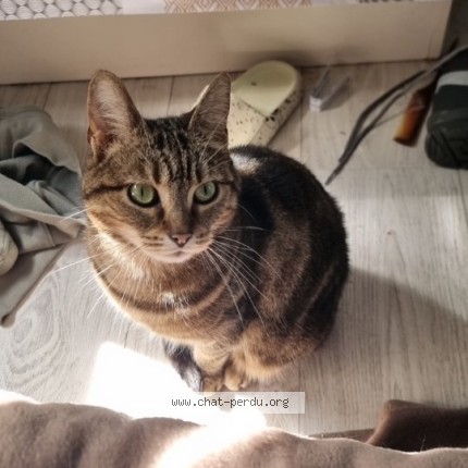 Photo de chat retrouvé à Saint Catherine