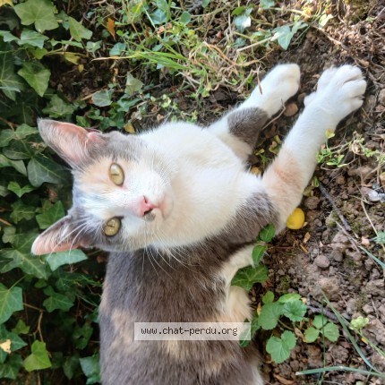 Photo 1/1 Chat trouvé Trouvé à Poitiers