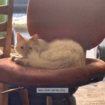 Photo 1/1 Chat trouvé Trouvé à Grenoble