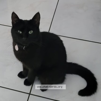Photo de chat perdu à Herouville Saint Clair