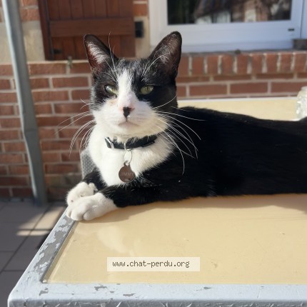 Photo 1/1 jimmy Chat perdu à Wattignies