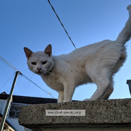 Photo de chat perdu à Auxerre