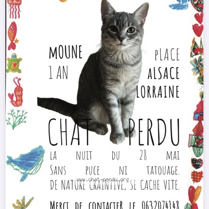 Photo 1/1 Moune Chat perdu à Lorient
