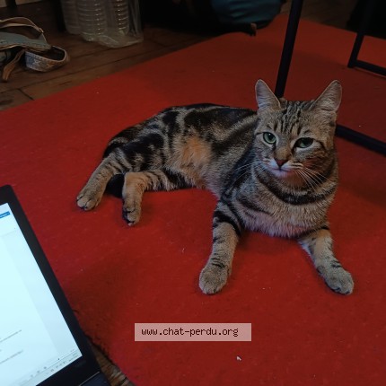 Photo de chat perdu à Paris