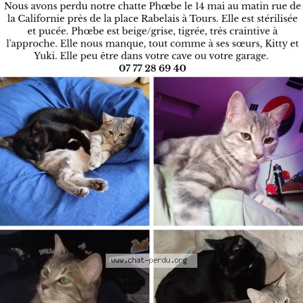 Photo de chat perdu à Tours
