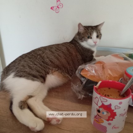 Photo de chat perdu à Chalons En Champagne