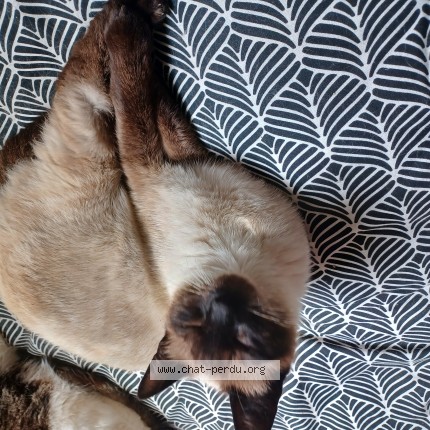 Photo de chat perdu à Istres