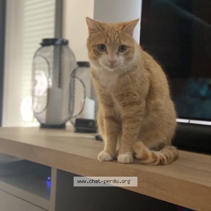 Photo de chat perdu à Reze
