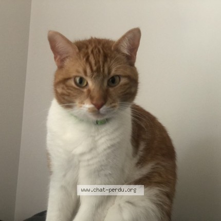 Photo de chat perdu à Paris