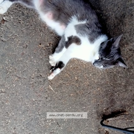 Photo 1/1 Chat trouvé Trouvé à Leigne Les Bois