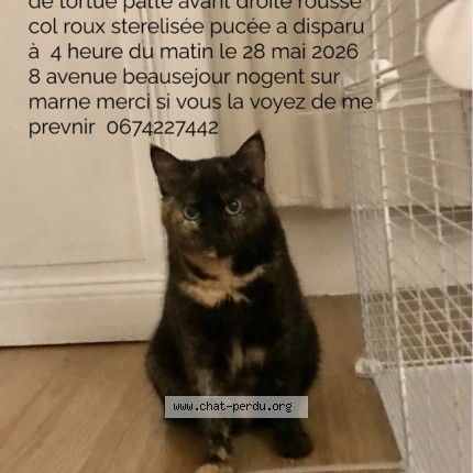 Photo 1/1 maya Chat perdu à Nogent Sur Marne