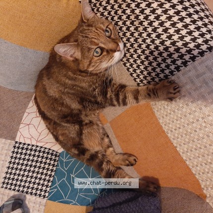 Photo 1/1 Mona Chat perdu à Saint Leu D Esserent