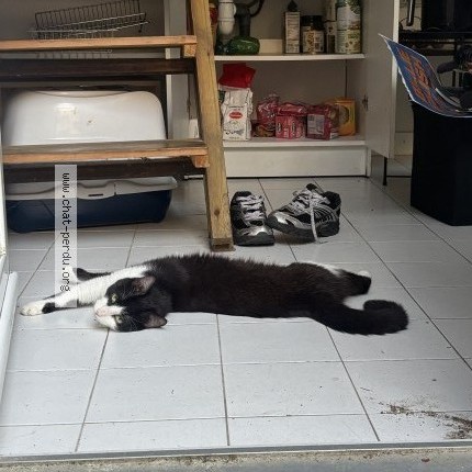 Photo 1/1 Chat retrouvé Perdu à Angers
