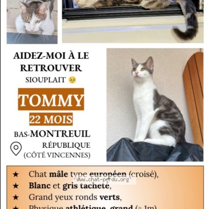 Photo 1/1 Tommy Chat perdu à Montreuil