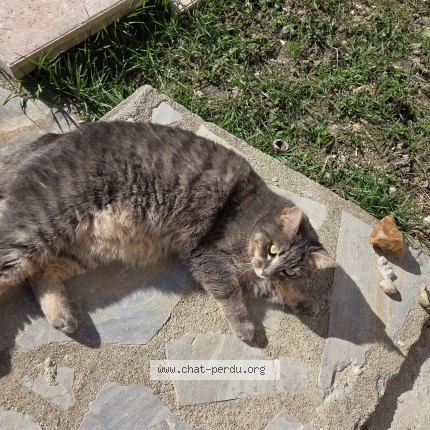 Photo de chat perdu à Breuillet