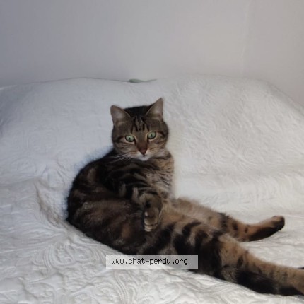 Photo 1/1 alix Chat perdu à Beuvrages
