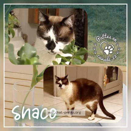 Photo 1/1 shaco Chat perdu à Lannion