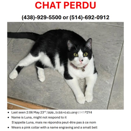 Photo 1/1 Luna Chat perdu à Montreal