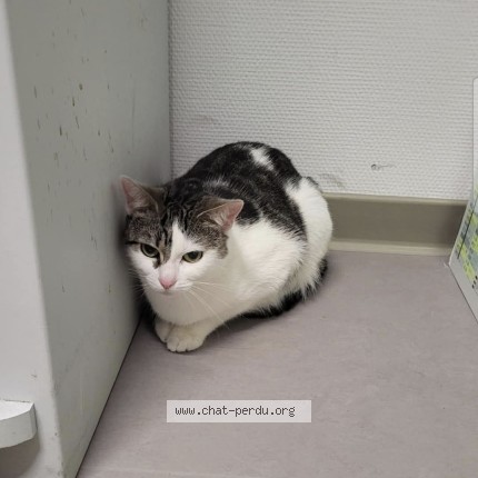 Photo de chat trouvé à Paris