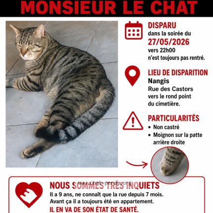 Photo 1/1 Monsieur le chat Chat perdu à Nangis