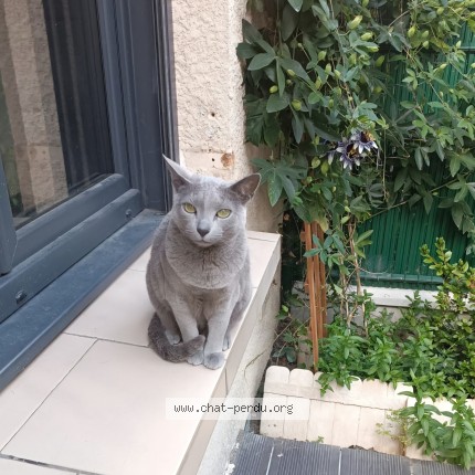 Photo 1/1 june Chat perdu à Plaisir