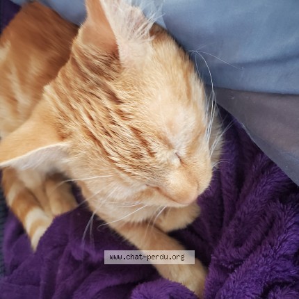 Photo de chat trouvé à Villaines Sous Bois