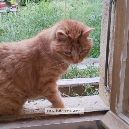 Photo 1/3 Clémentine Chat perdu à Peguilhan