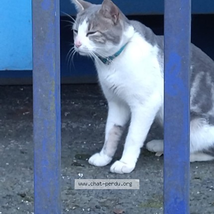 Photo 1/1 Chat trouvé Trouvé à Bussy Saint Georges