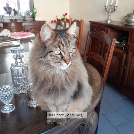 Photo 1/1 Simba Chat perdu à Coulanges La Vineuse