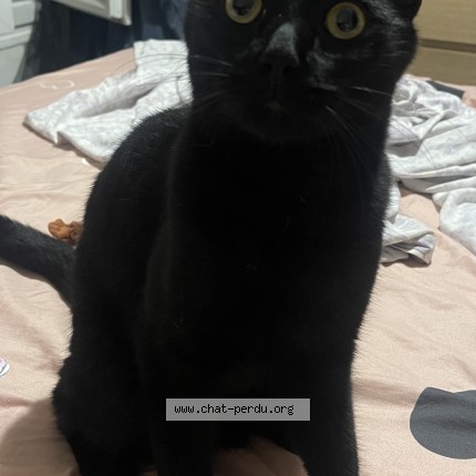 Photo 1/1 Chat trouvé Trouvé à Vitry Sur Seine