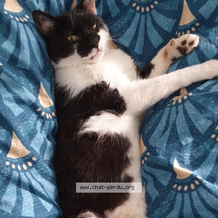 Photo 1/1 Minou Chat perdu à Ploemeur