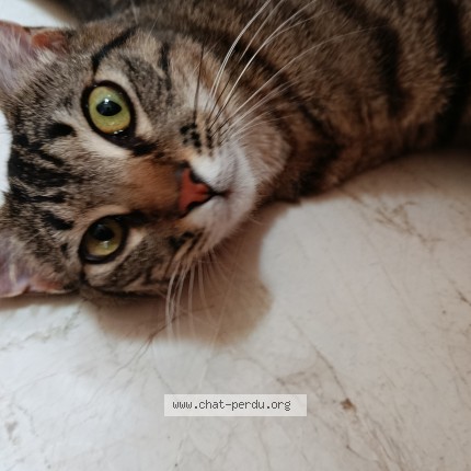Photo 1/1 Chat trouvé Trouvé à Melun