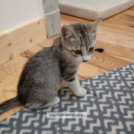 Photo 1/1 Chat trouvé Trouvé à Sauveterre La Lemance