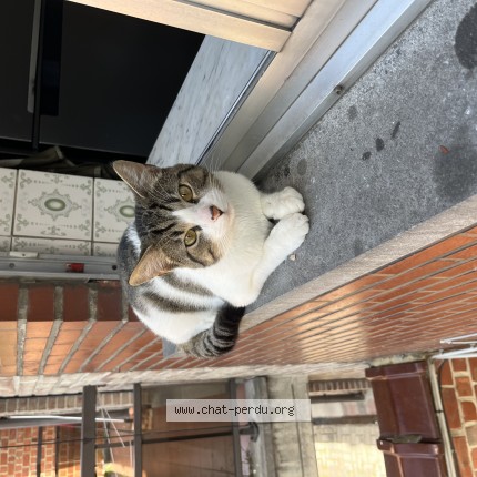 Photo de chat trouvé à Bruxelles