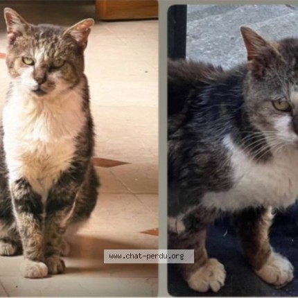 Photo 1/1 Bouba Chat perdu à Epinay Sur Seine