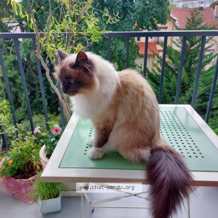 Photo 1/1 rosa Chat perdu à Vitry Sur Seine