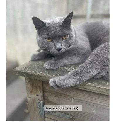 Photo de chat perdu à Roubaix