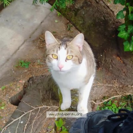Photo de chat perdu à Morangis