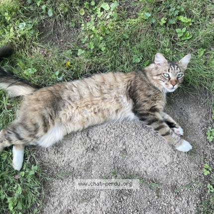 Photo de chat perdu à Montigny L Allier