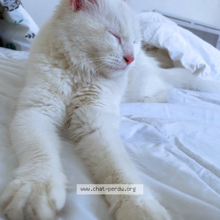 Photo de chat perdu à Lille