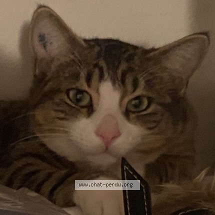 Photo de chat perdu à Limoges