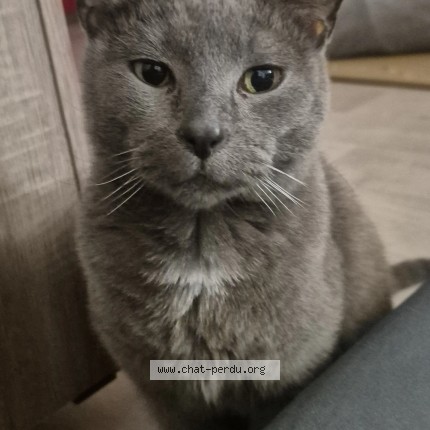Photo de chat perdu à Roubaix