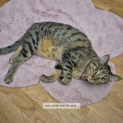 Photo de chat perdu à Meaux