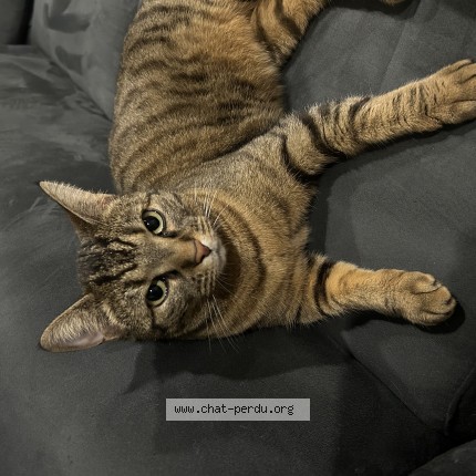 Photo de chat perdu à Roanne