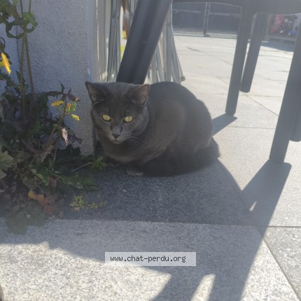 Photo de chat perdu à Meaux