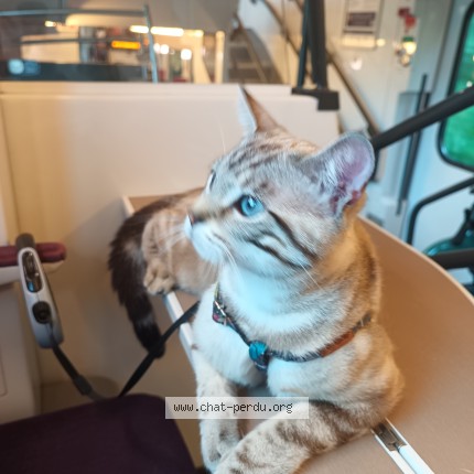 Photo de chat perdu à Bonnelles