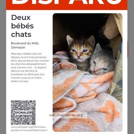 Photo 1/1 deux bébés chat Chat perdu à Damazan