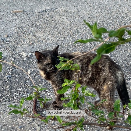 Photo de chat trouvé à Labege